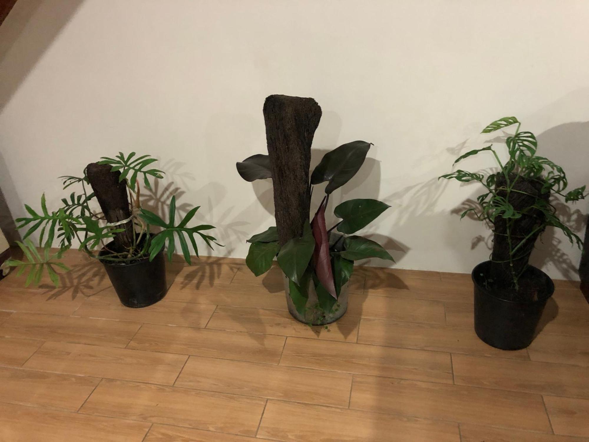 Bed & Breakfast Balabala I